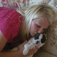 Fransk bulldog cato
