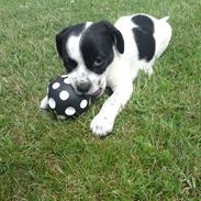 Blanding af racer Marley