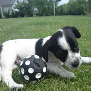 Blanding af racer Marley