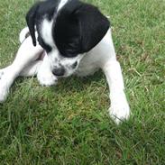 Blanding af racer Marley