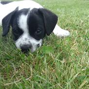 Blanding af racer Marley