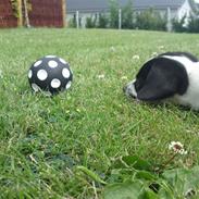 Blanding af racer Marley