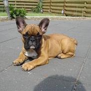 Fransk bulldog Wilma