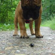 Fransk bulldog Wilma