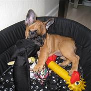 Fransk bulldog Wilma