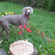 Weimaraner Tiger