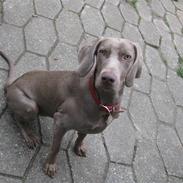 Weimaraner Tiger