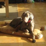 Weimaraner Tiger