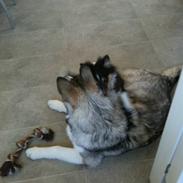 Shetland sheepdog Isme