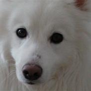 Japansk spids Inuik Cosmo