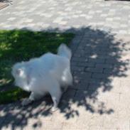 Japansk spids Inuik Cosmo