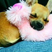 Chihuahua Bella