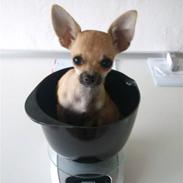 Chihuahua Bella