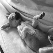 Chihuahua Bella