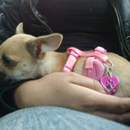 Chihuahua Bella