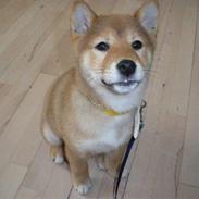 Shiba Fox