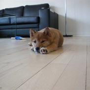 Shiba Fox