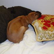 Rhodesian ridgeback Tabili