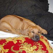 Rhodesian ridgeback Tabili