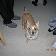 Cairn terrier buller