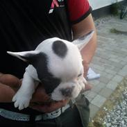 Fransk bulldog Lotte 