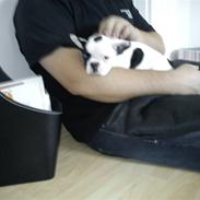 Fransk bulldog Lotte 