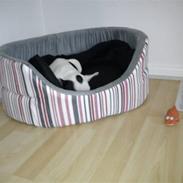 Fransk bulldog Lotte 