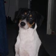 Dansk svensk gaardhund lucky