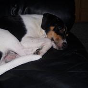 Dansk svensk gaardhund lucky