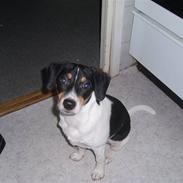 Dansk svensk gaardhund lucky