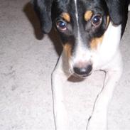 Dansk svensk gaardhund lucky