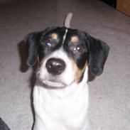 Dansk svensk gaardhund lucky