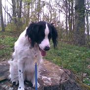 Engelsk springer spaniel Amica