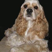 Amerikansk cocker spaniel Benji