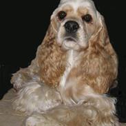 Amerikansk cocker spaniel Benji