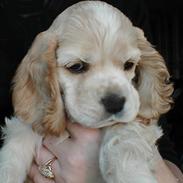 Amerikansk cocker spaniel Benji