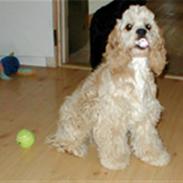 Amerikansk cocker spaniel Benji