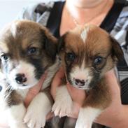 Welsh corgi cardigan Fanny