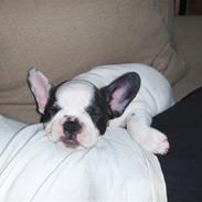 Fransk bulldog Dolly