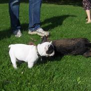 Fransk bulldog Dolly