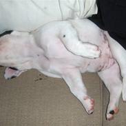 Fransk bulldog Dolly