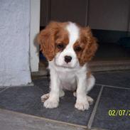 Cavalier king charles spaniel Fine