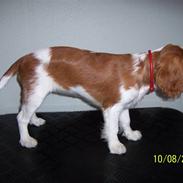 Cavalier king charles spaniel Fine