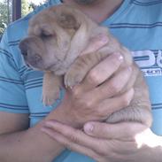 Shar pei Silya R.I.P