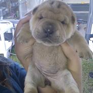 Shar pei Silya R.I.P