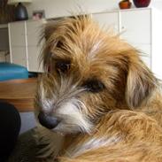 Jack russell terrier Sally