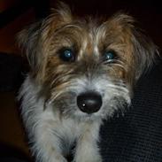 Jack russell terrier Sally