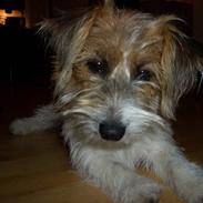 Jack russell terrier Sally