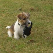 Jack russell terrier Sally