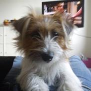 Jack russell terrier Sally